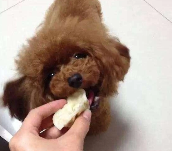 狗狗 可以 吃 饅頭 嗎