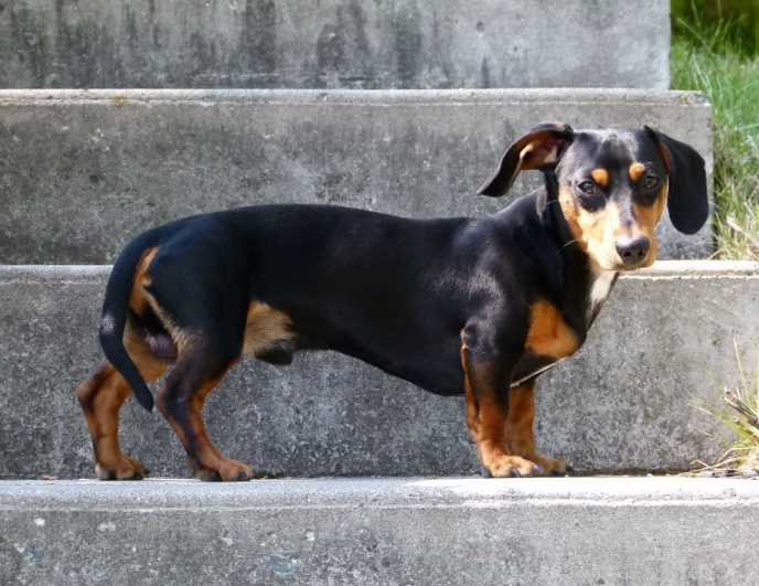 臘腸狗 優缺點 臘腸狗 優缺點