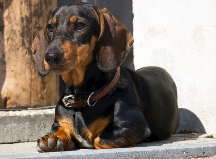 臘腸犬 照顧 臘腸犬 照顧