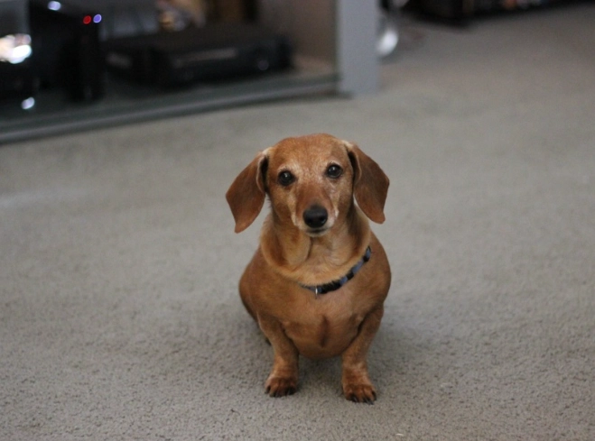 臘腸狗 飼養 臘腸狗 飼養