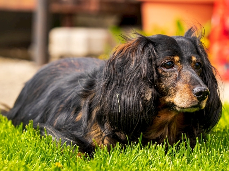 臘腸犬 好養 臘腸犬 好養