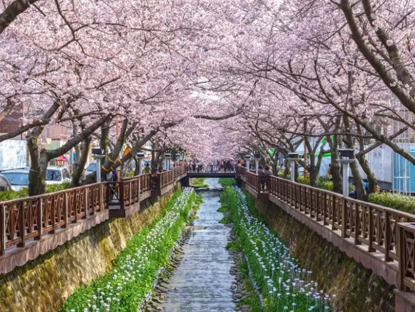 釜山賞櫻景點