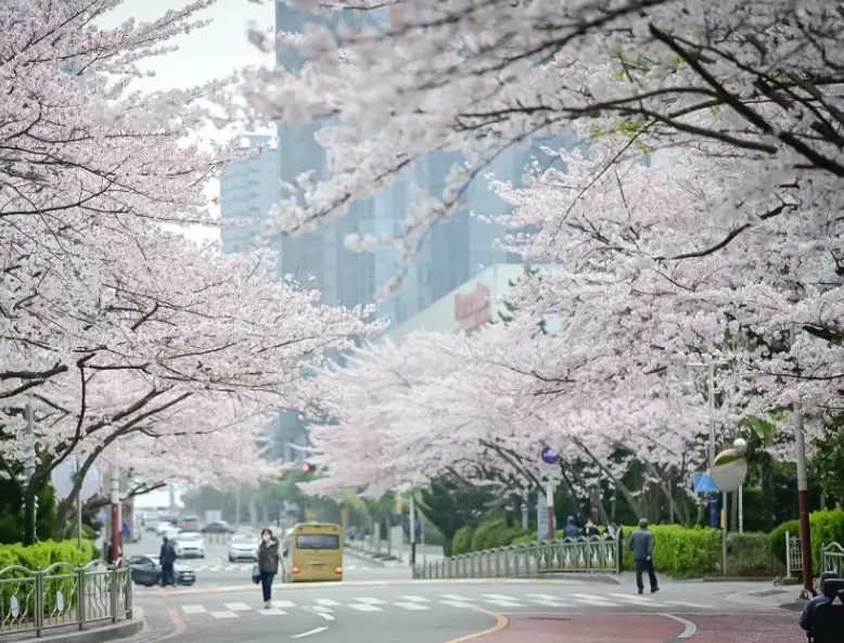 釜山賞櫻景點