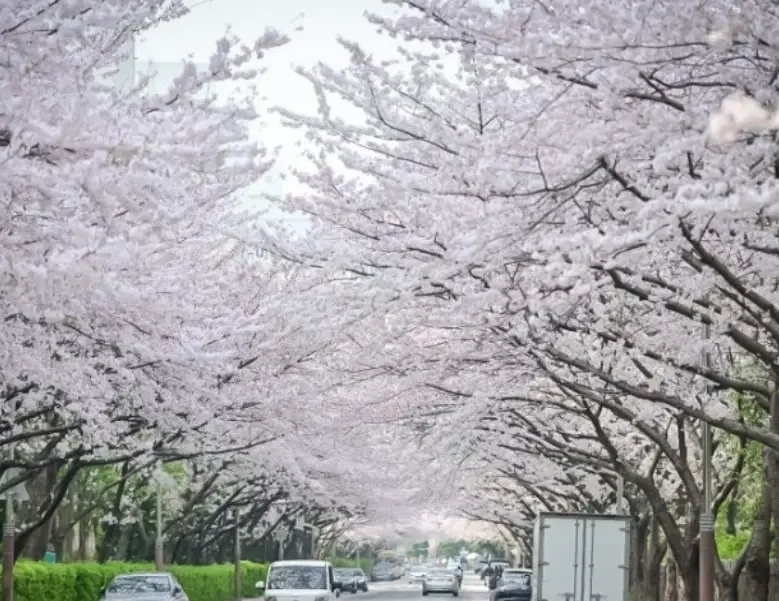 釜山櫻花開花時間