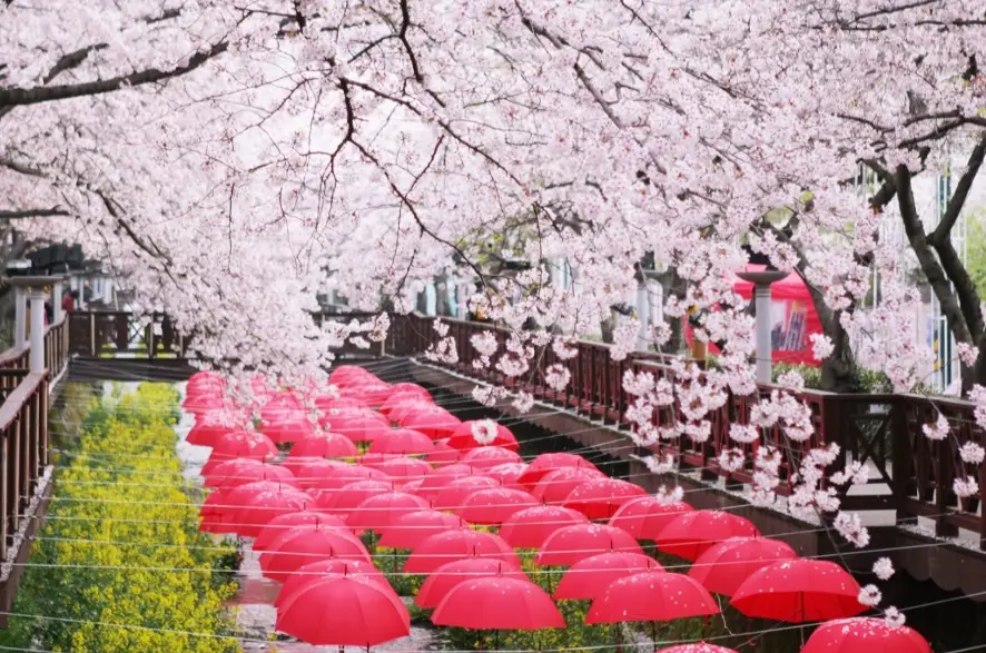 釜山櫻花開花時間