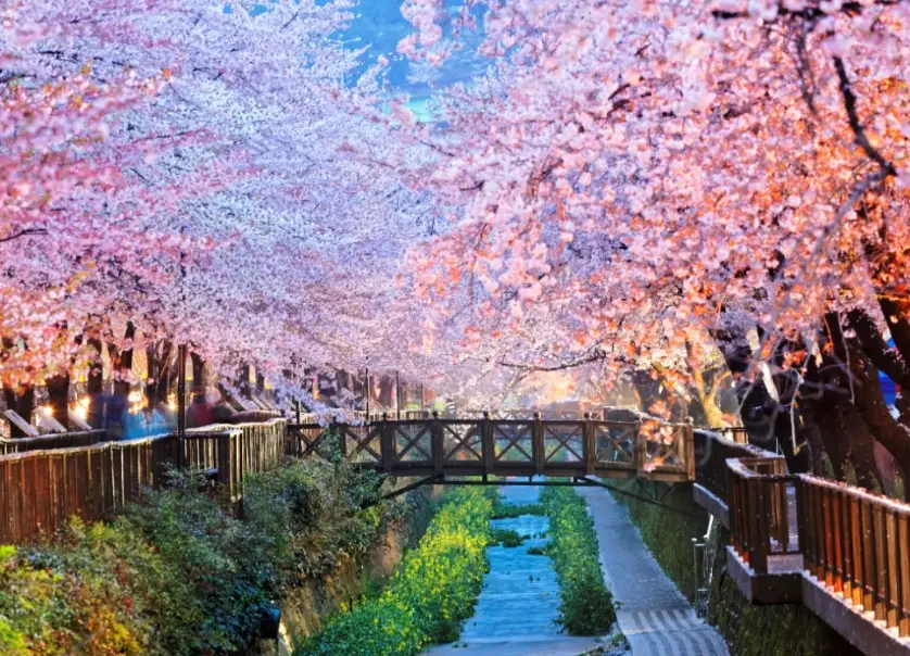 釜山櫻花開花時間