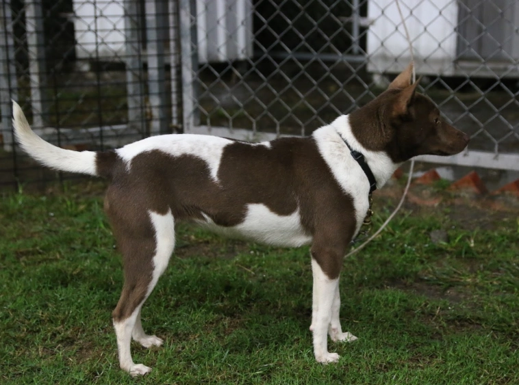 台灣犬飼養困難