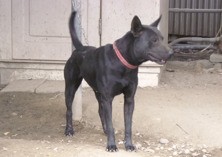 台灣犬個性問題