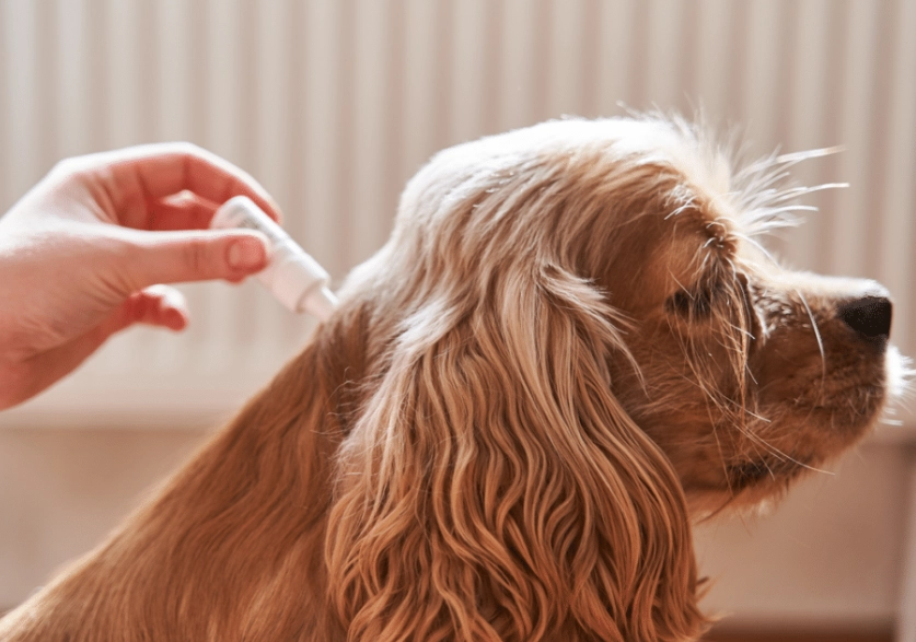 幼犬驅蟲藥推薦