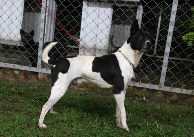 台灣犬飼養困難