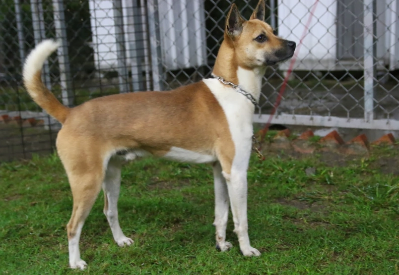 認養台灣犬流程 認養台灣犬流程