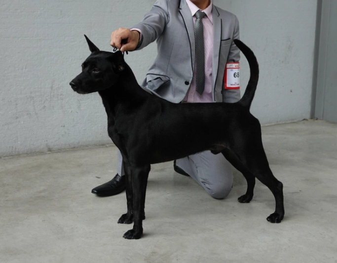 台灣犬認養注意事項 台灣犬認養注意事項