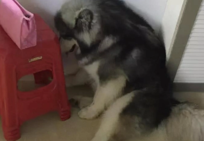 狗狗做錯事不理他