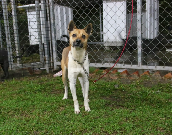 認養台灣犬流程 認養台灣犬流程