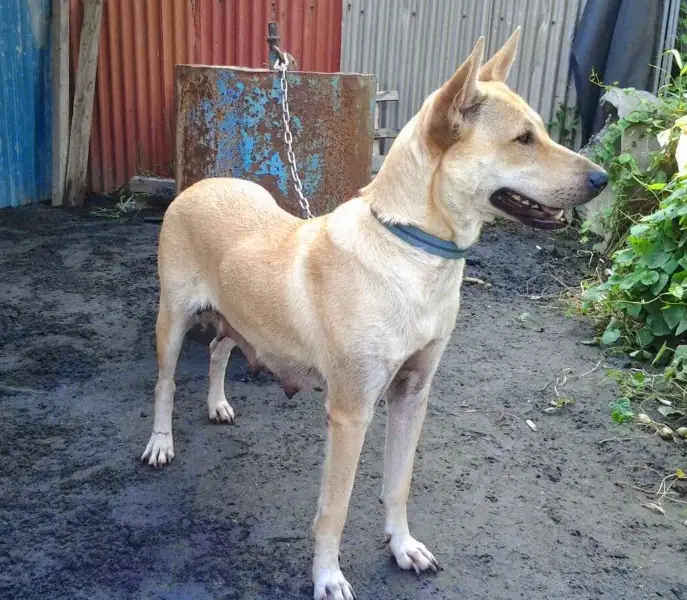 台灣犬個性問題