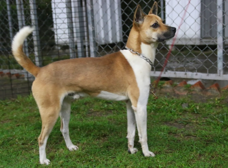 台灣犬 性格 台灣犬 性格