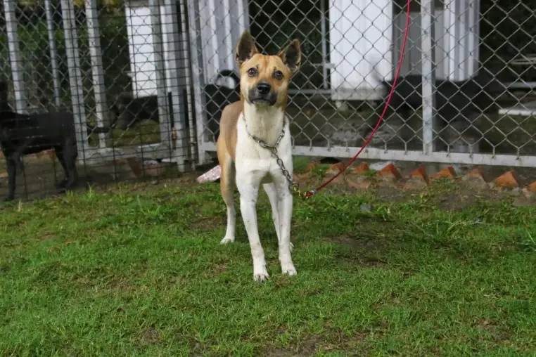 台灣犬 特徵 台灣犬 特徵