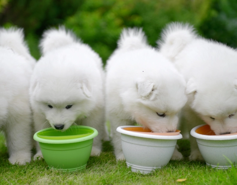 幼犬健康飲食 幼犬健康飲食