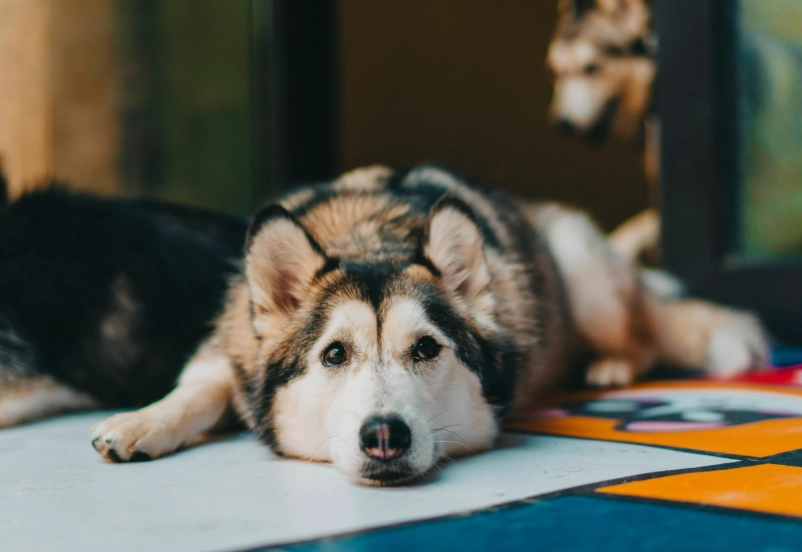 狗狗無聊跡象 狗狗無聊跡象