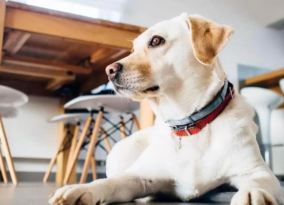 狗狗獨處玩具 狗狗獨處玩具