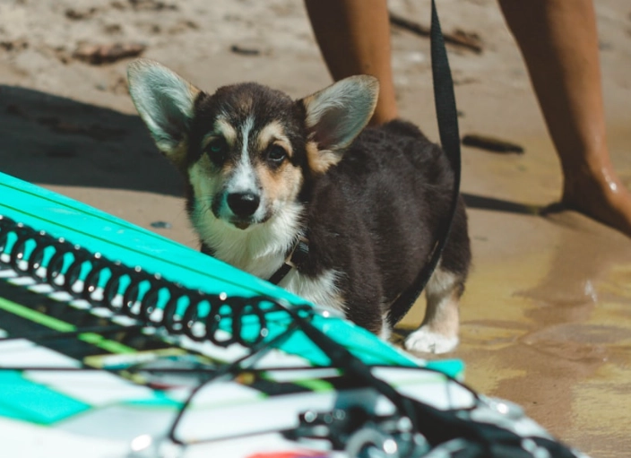 狗狗無聊跡象 狗狗無聊跡象