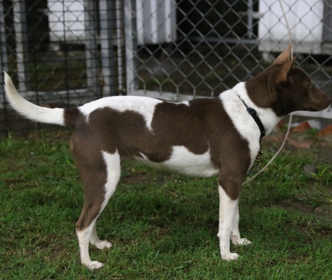 台灣犬 特徵 台灣犬 特徵