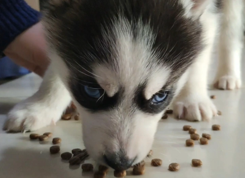 幼犬健康飲食 幼犬健康飲食