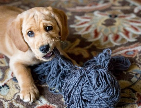 狗狗分離焦慮 狗狗分離焦慮