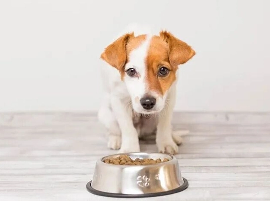 狗狗飲食控制 狗狗飲食控制