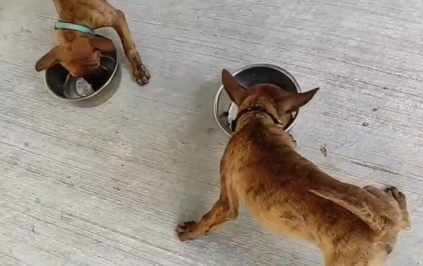 台灣犬 飼養 台灣犬 飼養