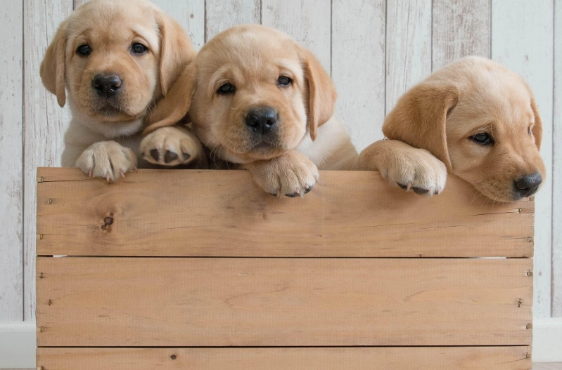 狗狗飲食控制 狗狗飲食控制