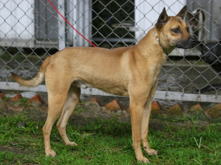 台灣犬 飼養 台灣犬 飼養