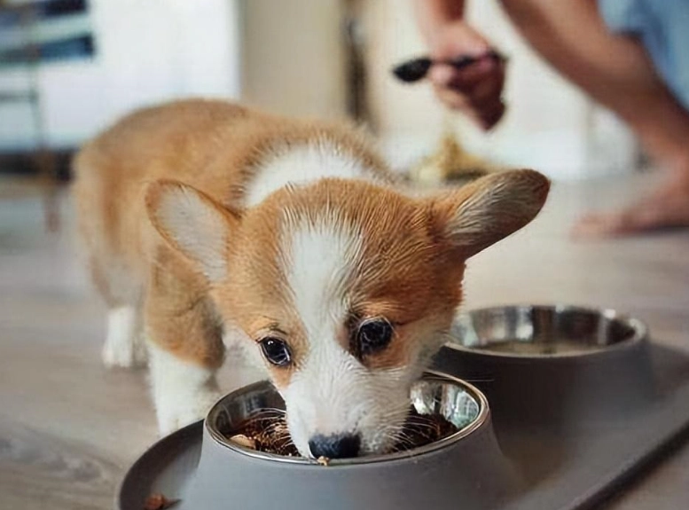 幼犬健康飲食 幼犬健康飲食