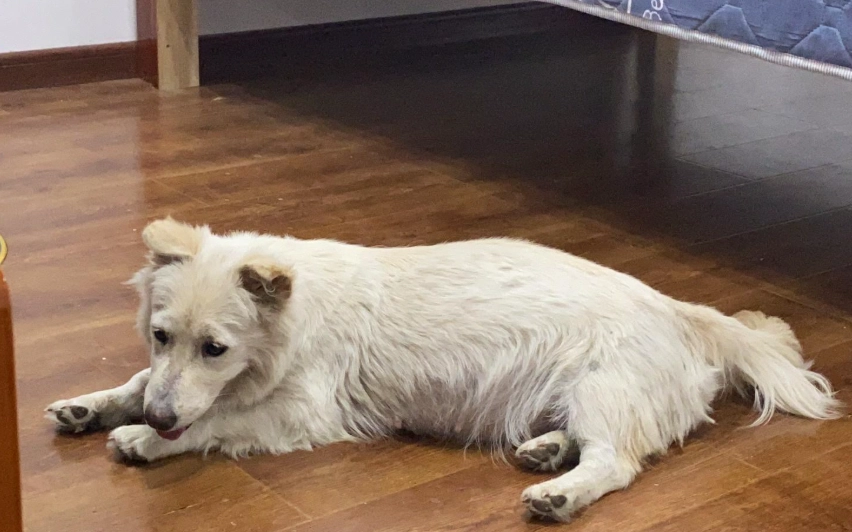 狗狗分離焦慮 狗狗分離焦慮