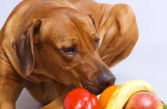 狗狗飲食控制 狗狗飲食控制