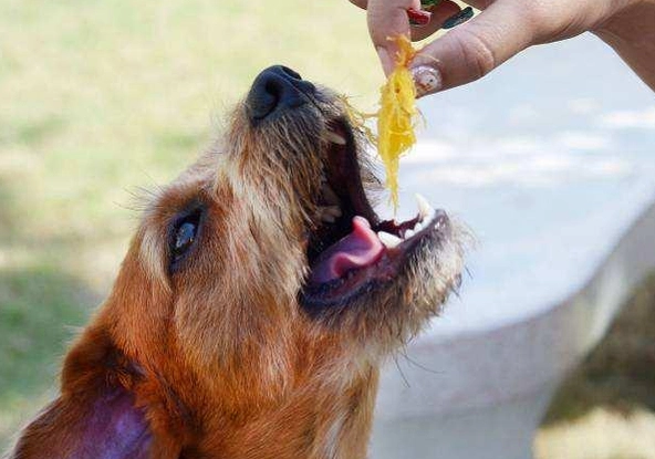 黑木耳對狗的好處