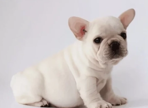 黑木耳對狗的好處