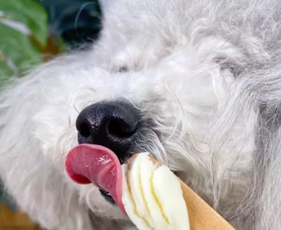 起司 對 狗 的 影響