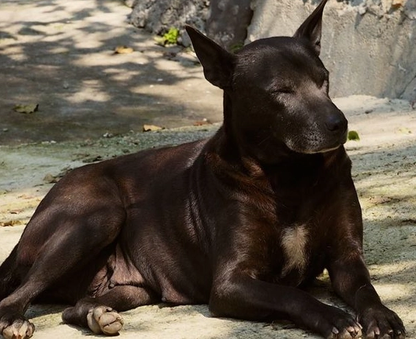 台灣米克斯行為訓練 台灣米克斯行為訓練