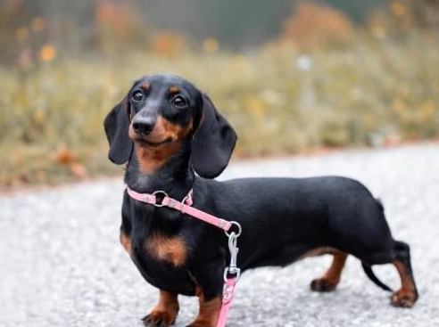 臘腸狗 標準 長度 臘腸狗 標準 長度