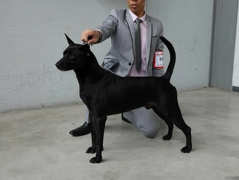 米克斯犬領養 米克斯犬領養