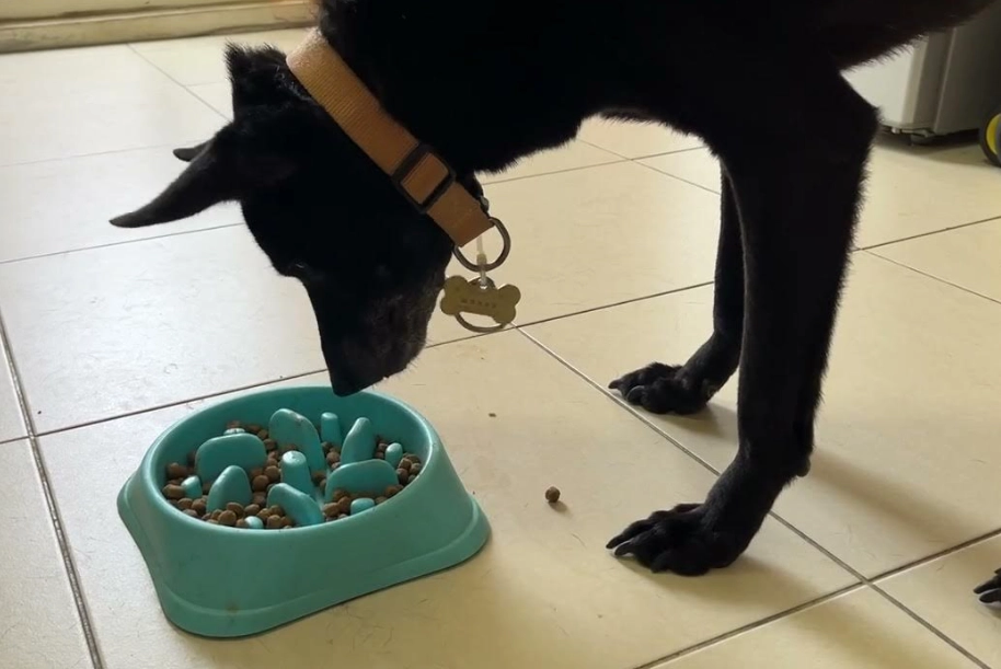 台灣犬米克斯飼養 台灣犬米克斯飼養