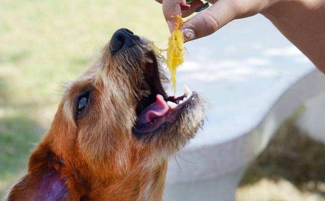 狗可以吃的水果