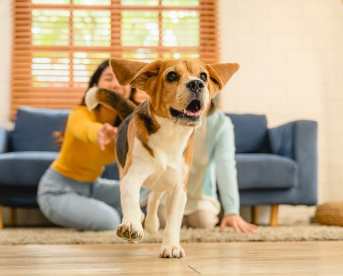 台灣米克斯行為訓練 台灣米克斯行為訓練