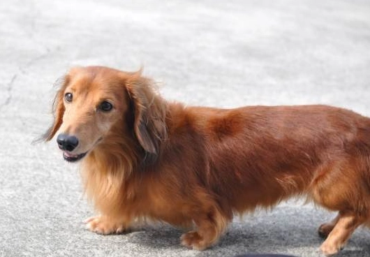 臘腸狗 標準 長度 臘腸狗 標準 長度