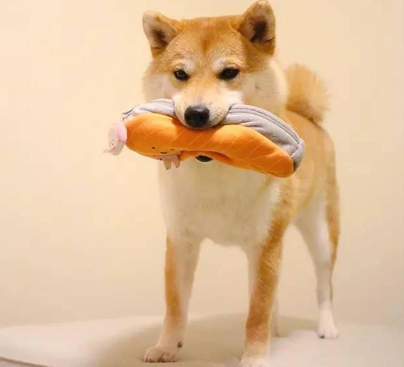 狗狗可以吃人的起司嗎