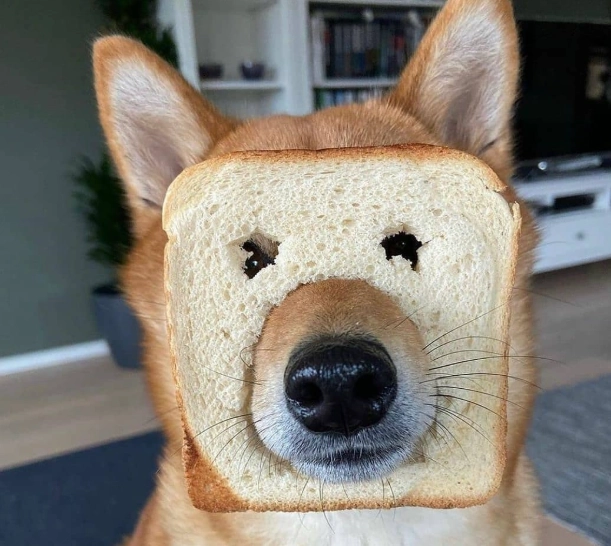 狗 吃 起司 狗 吃 起司