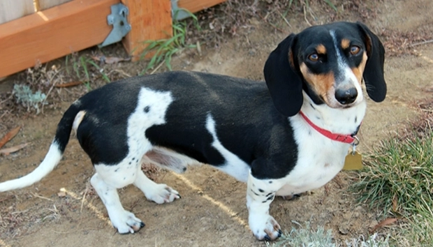 臘腸狗 脊椎 健康 臘腸狗 脊椎 健康