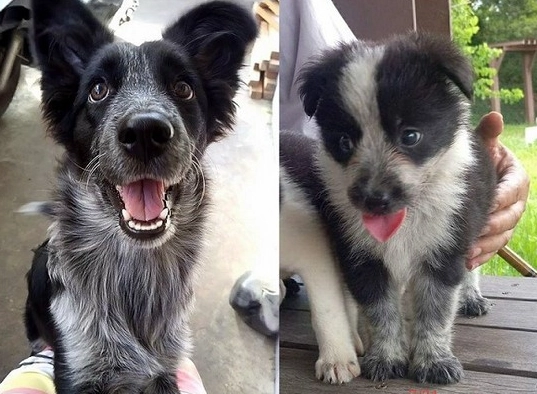 米克斯犬領養 米克斯犬領養