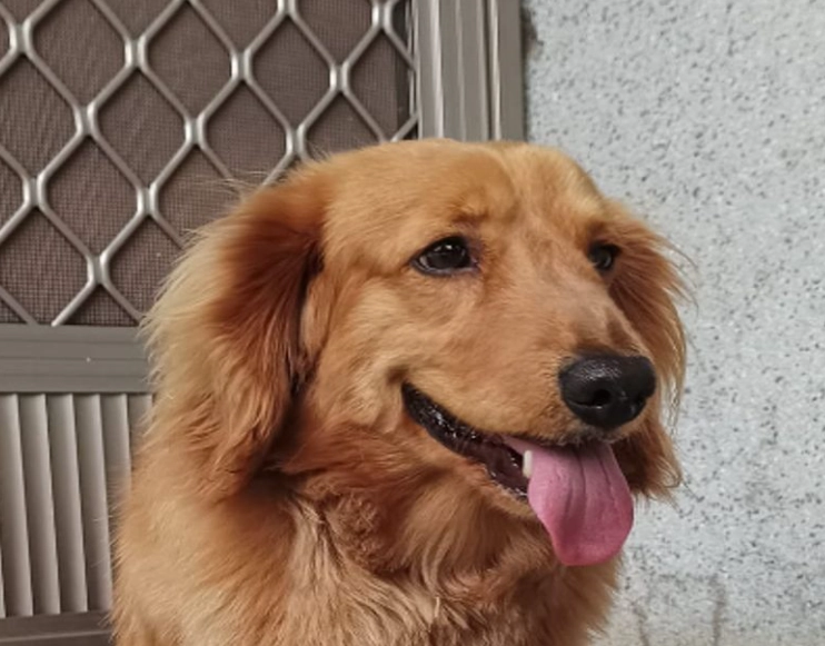 臘腸狗 長度 臘腸狗 長度